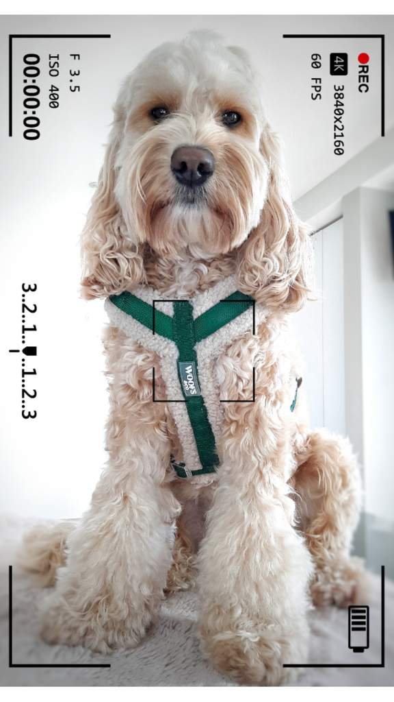 Harness Teddy Collection- Sage Green