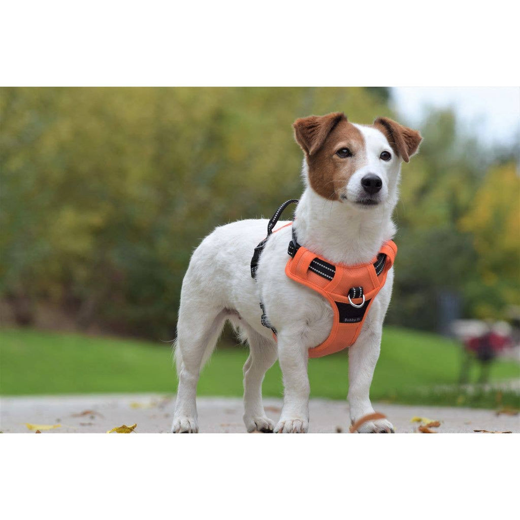 Dog Harness - Rando Walk Color - Bobby