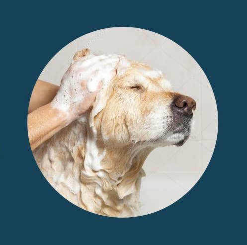 Heaven Scent NED Pet Dog Shampoo
